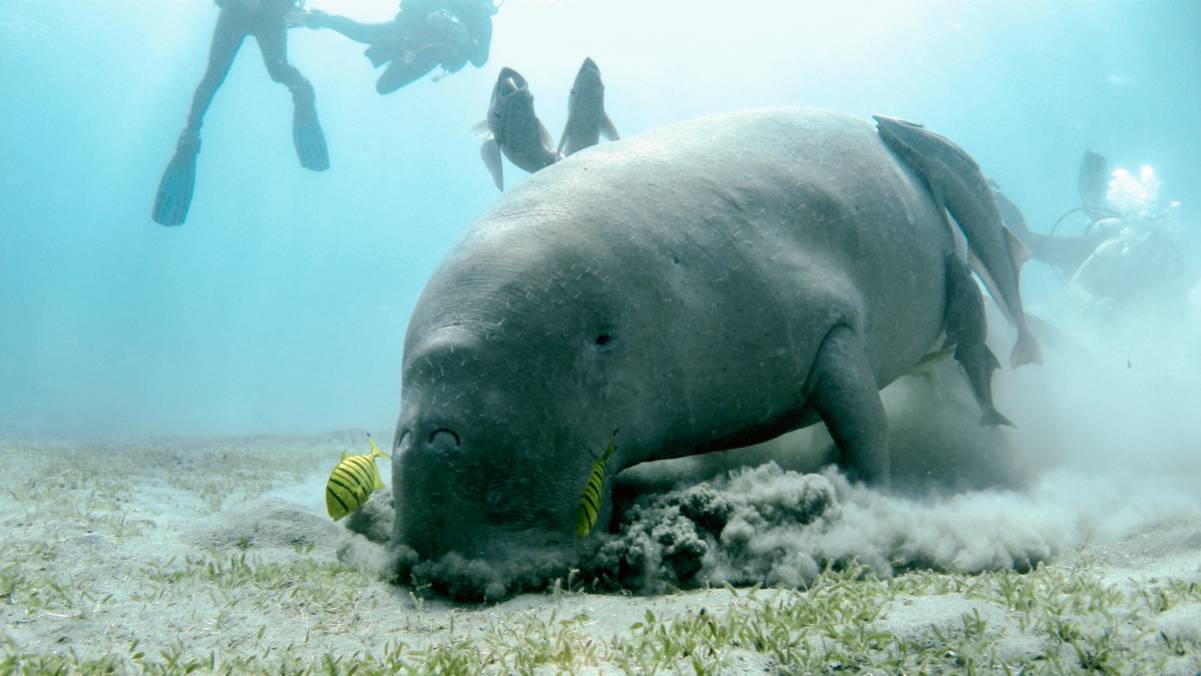 Snorkeler admiring a grazing manatee in the underwater sanctuary of Crystal River, Florida.