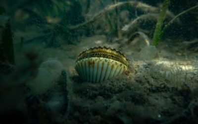 Hideout Heights Scalloping