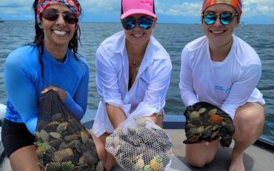 How Catch Scallops in Crystal River and Homosassa, Florida