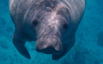 Top Manatee Tour Guides in Crystal River