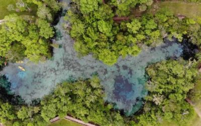 Experience Three Sisters Springs in Crystal River