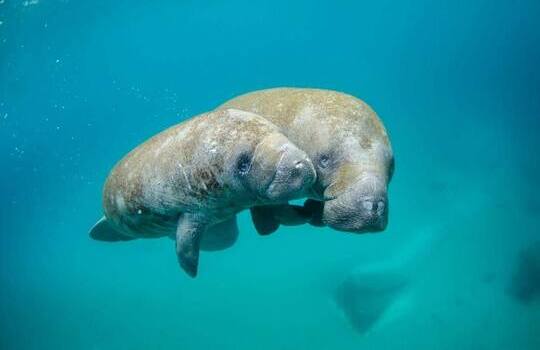 Underwater image of a manatee mother and calf gliding through the turquoise waters of Crystal River.