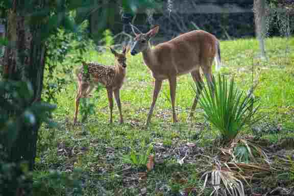 A doe and fawn exploring the grassy grounds near Hideout Heights close to Crystal River.