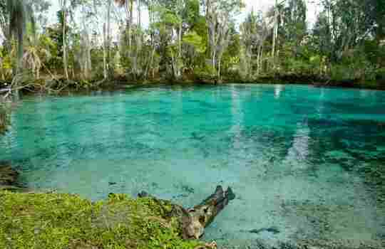 Clear turquoise waters at Three Sisters Springs near Crystal River National Wildlife Refuge, surrounded by lush vegetation.