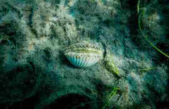 A bay scallop nestled in seagrass on the ocean floor, a glimpse into marine life in Crystal River