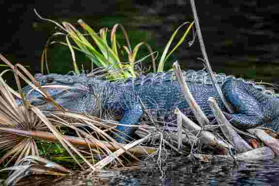 Alligator resting among reeds along the riverbank at Hideout Heights, a vacation rental near Crystal River.