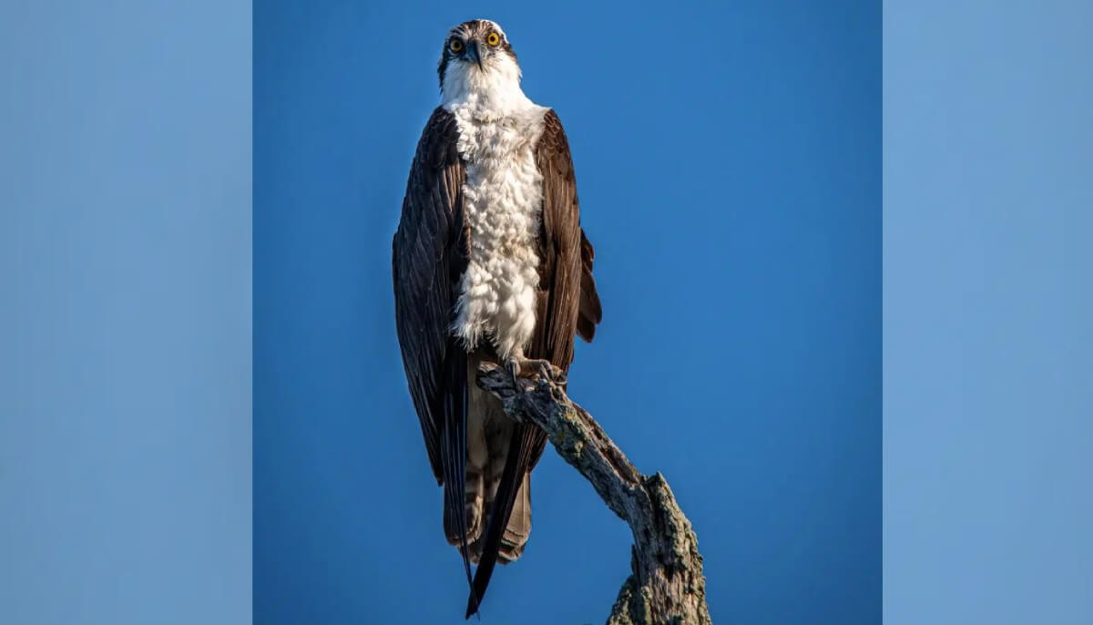 Majestic osprey perched on a branch against a clear blue sky near Hideout Heights vacation rental close to Crystal River, perfect for bird watching.